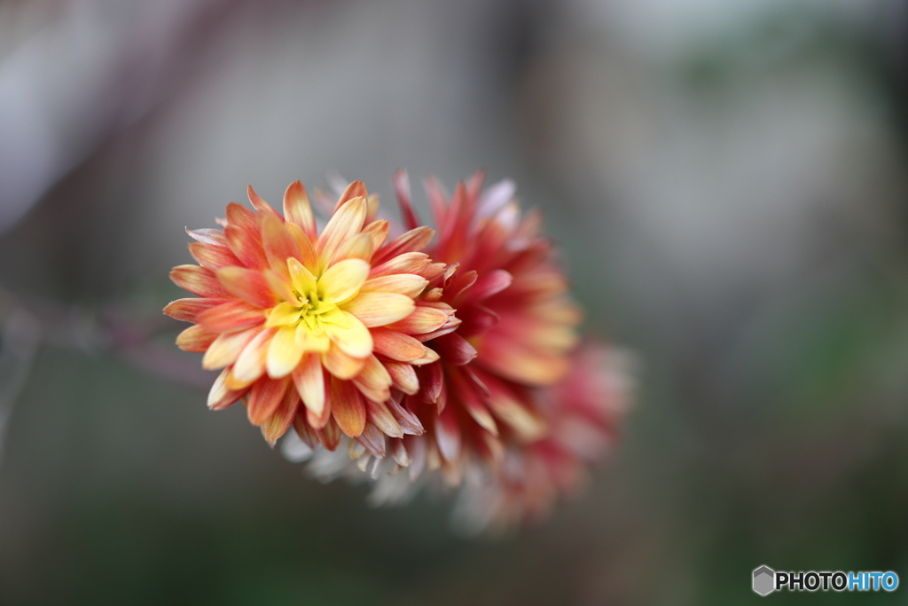街の花