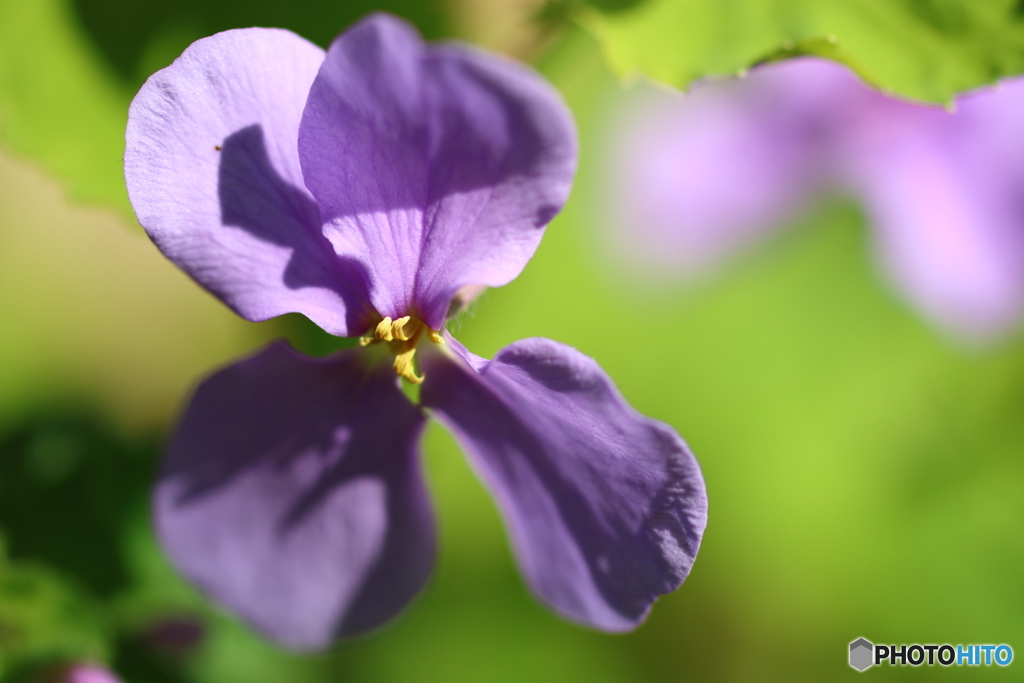 街の花