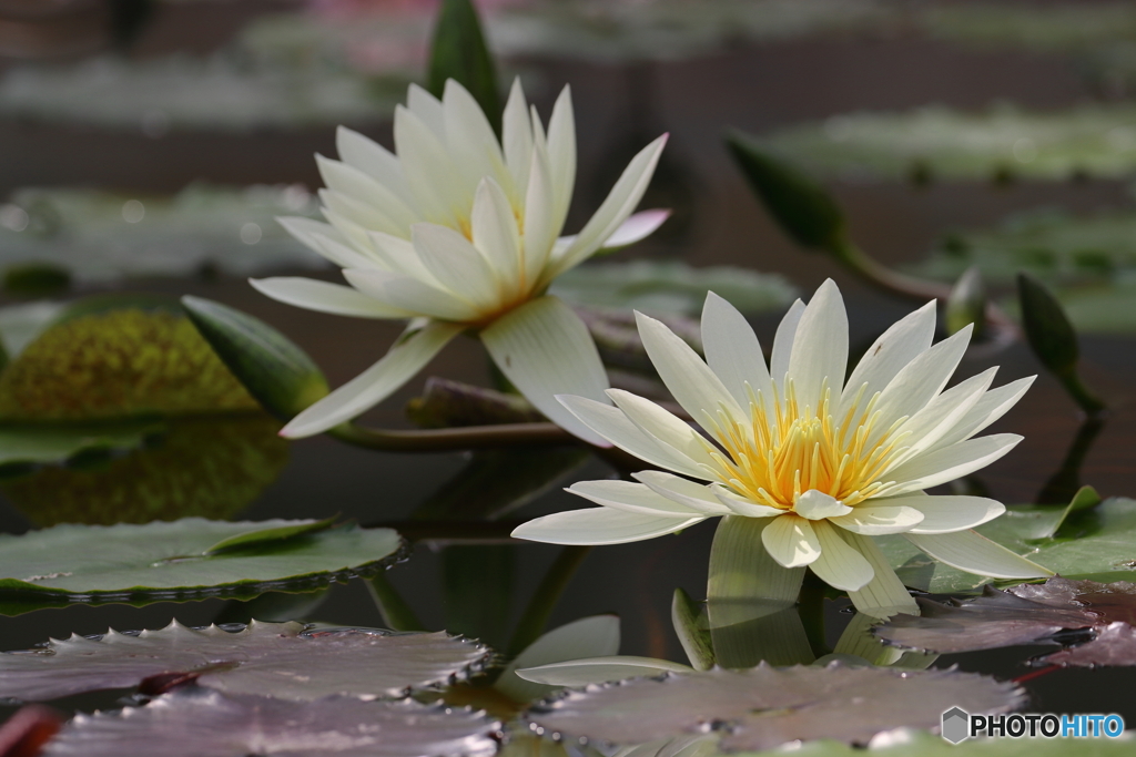 園の花