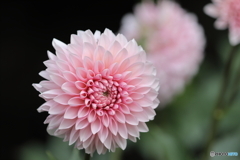 園の花