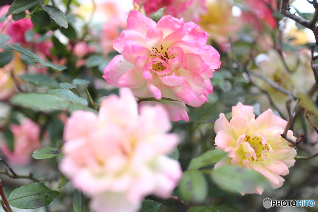 街の花