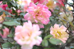 街の花