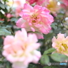 街の花