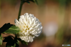 園の花