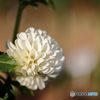 園の花