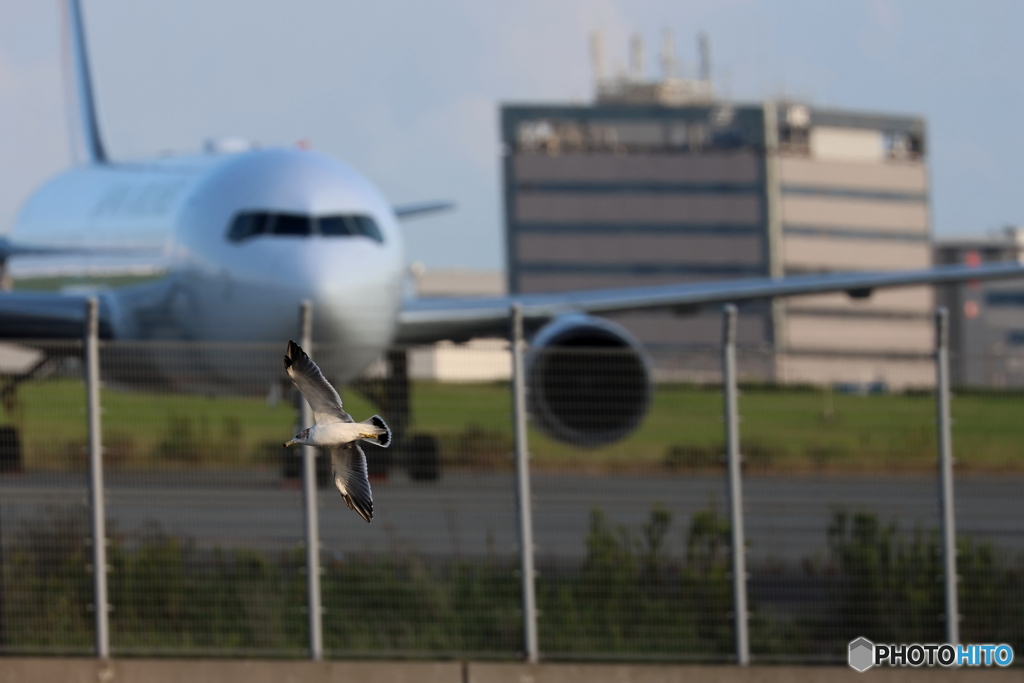 HANEDA