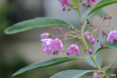 街の花