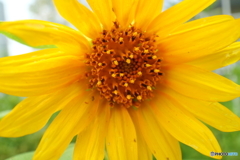 街の花