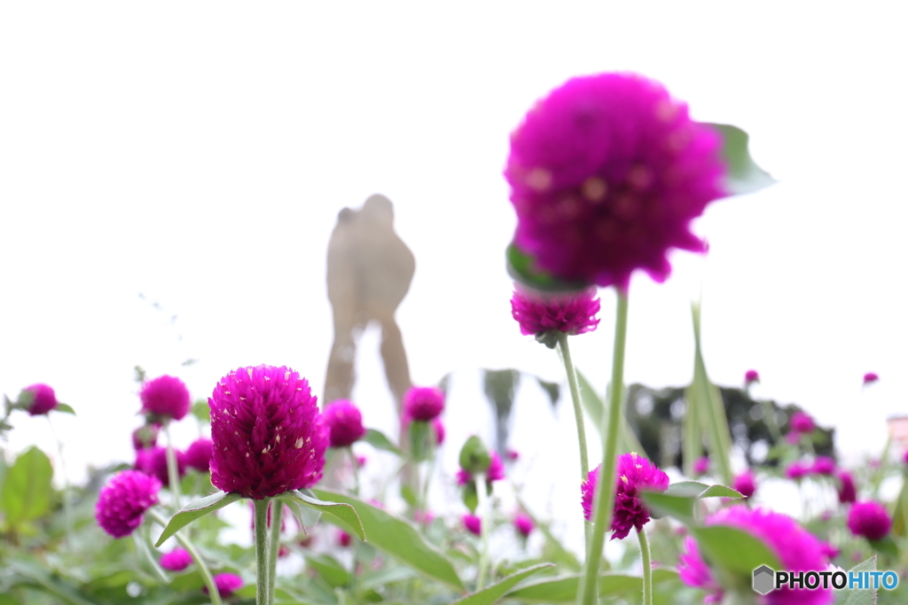 街の花