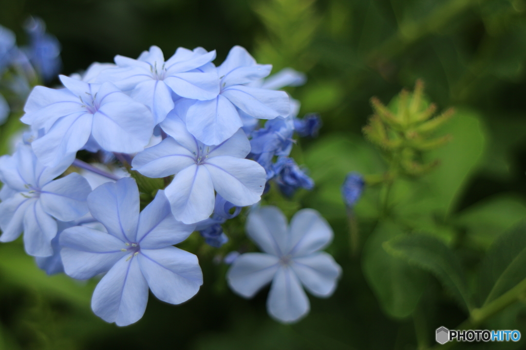 街の花