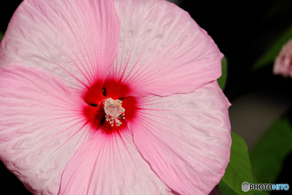 街の花