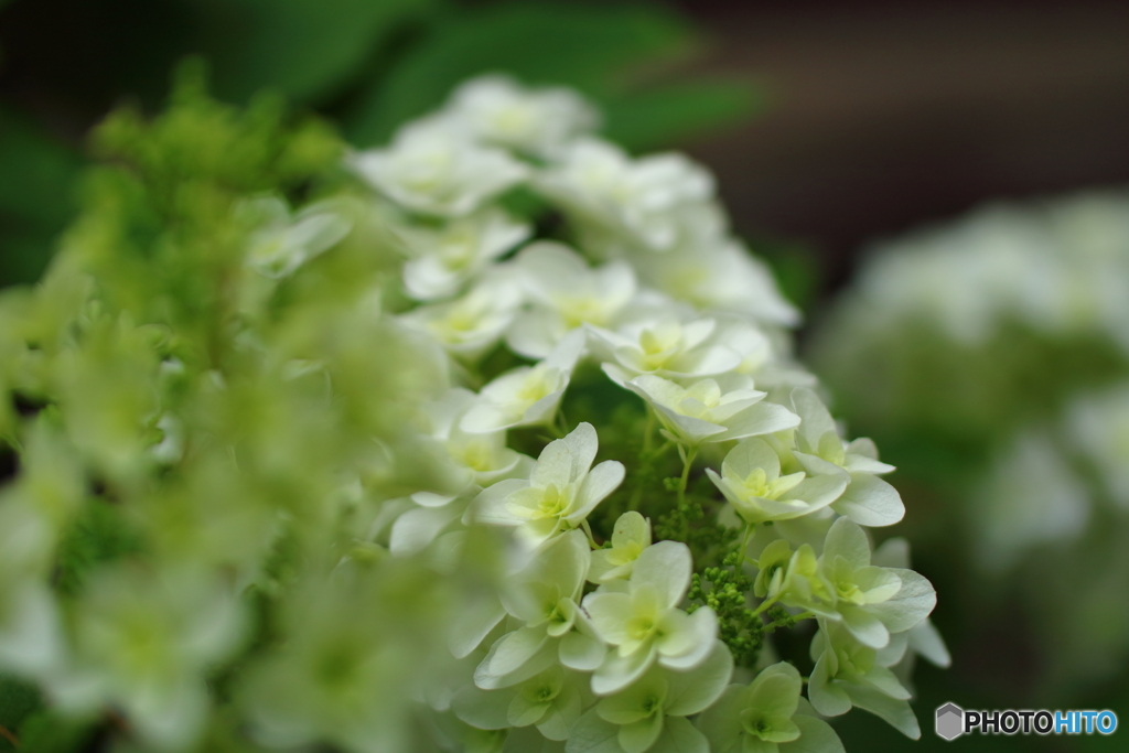 紫陽花