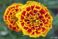 街の花