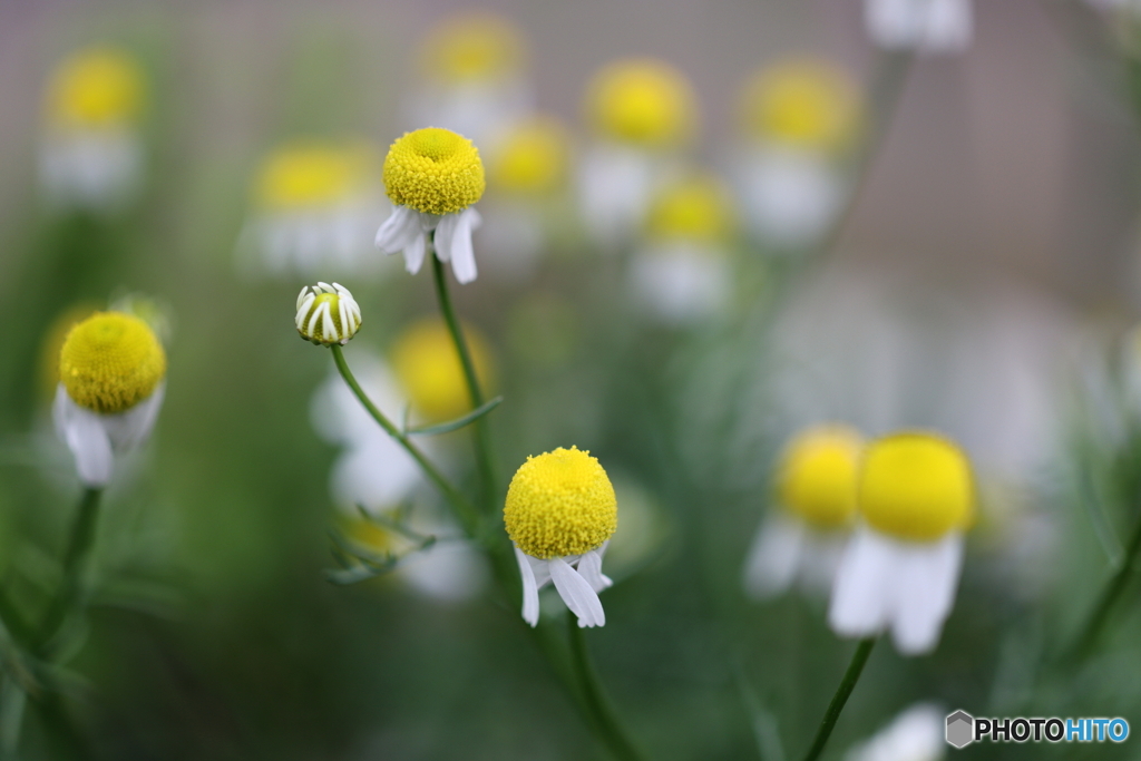 街の花