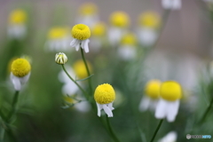 街の花