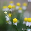 街の花