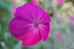 街の花