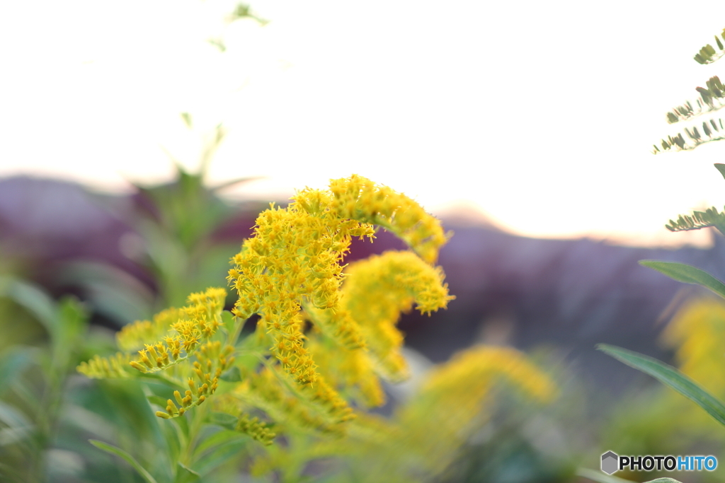 街の花