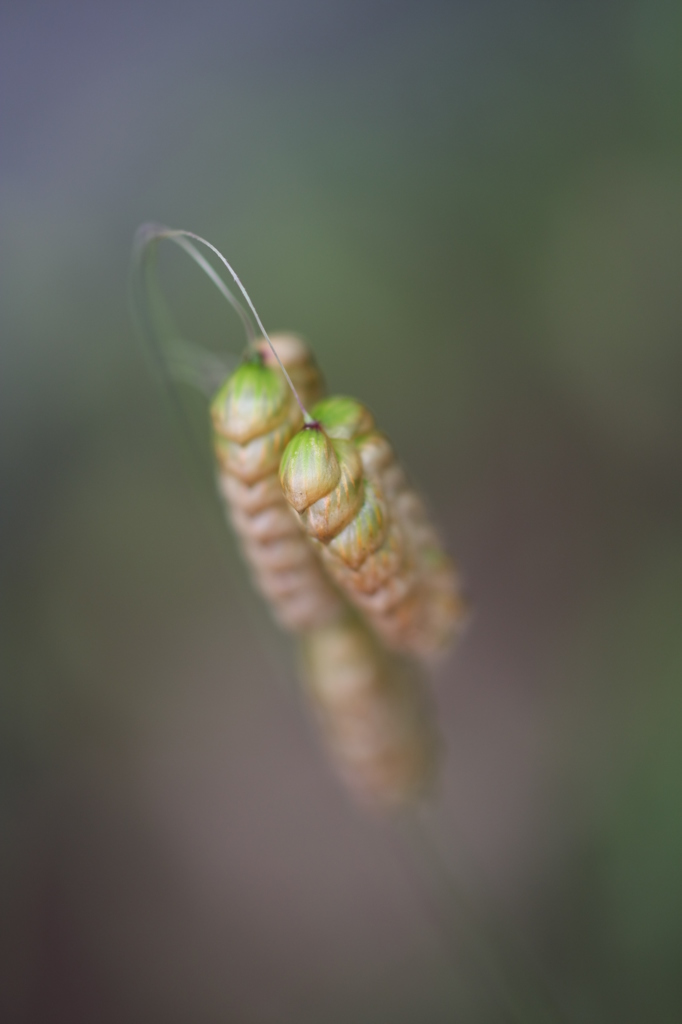 小判草