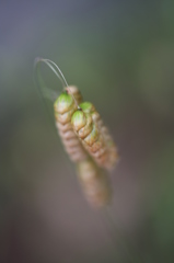 小判草