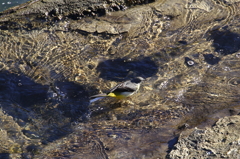 野鳥（大栗川）