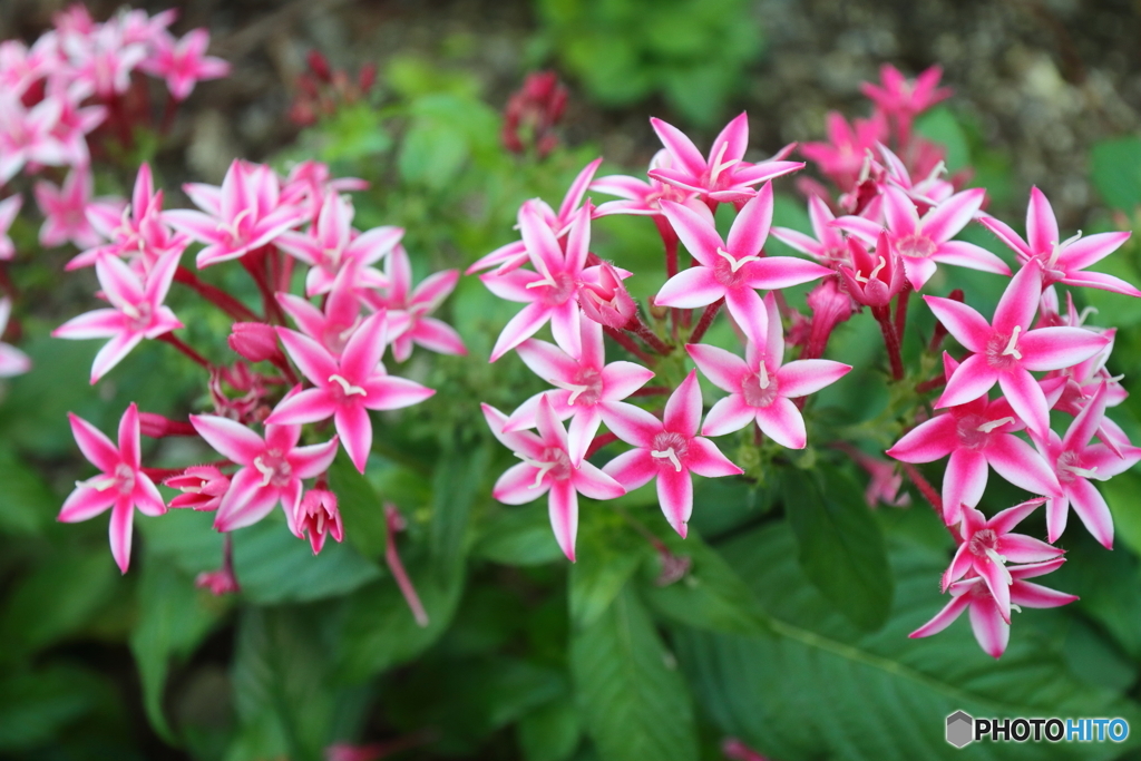 街の花