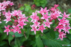 街の花