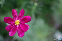 街の花