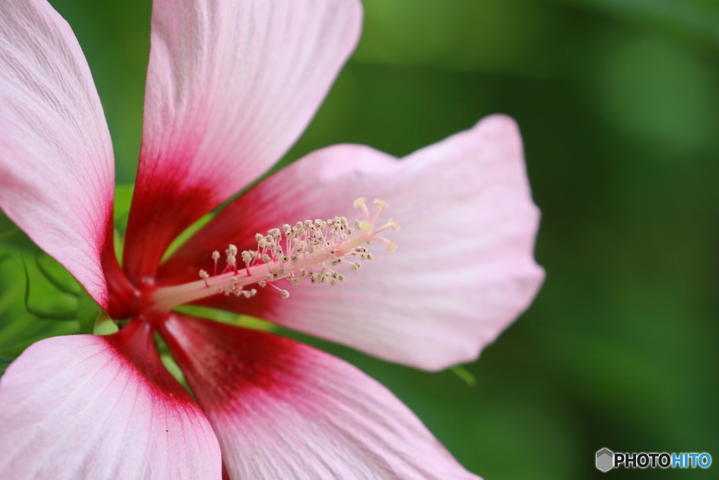 街の花