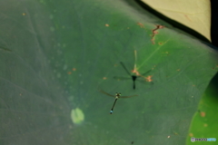 昆虫シリーズ