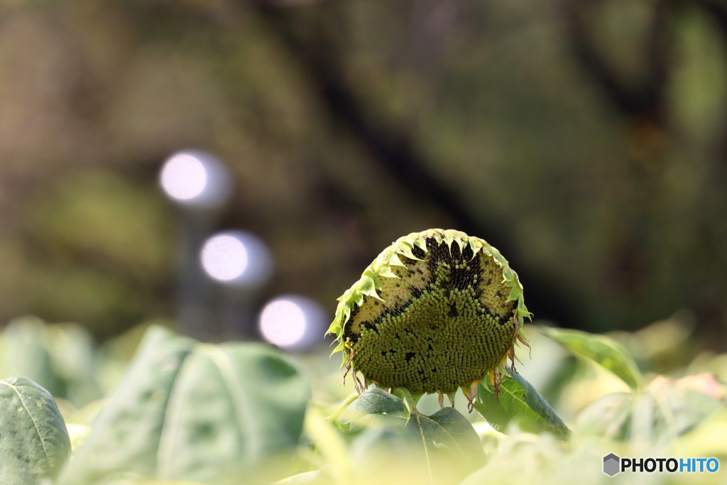 園の花