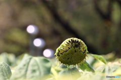 園の花