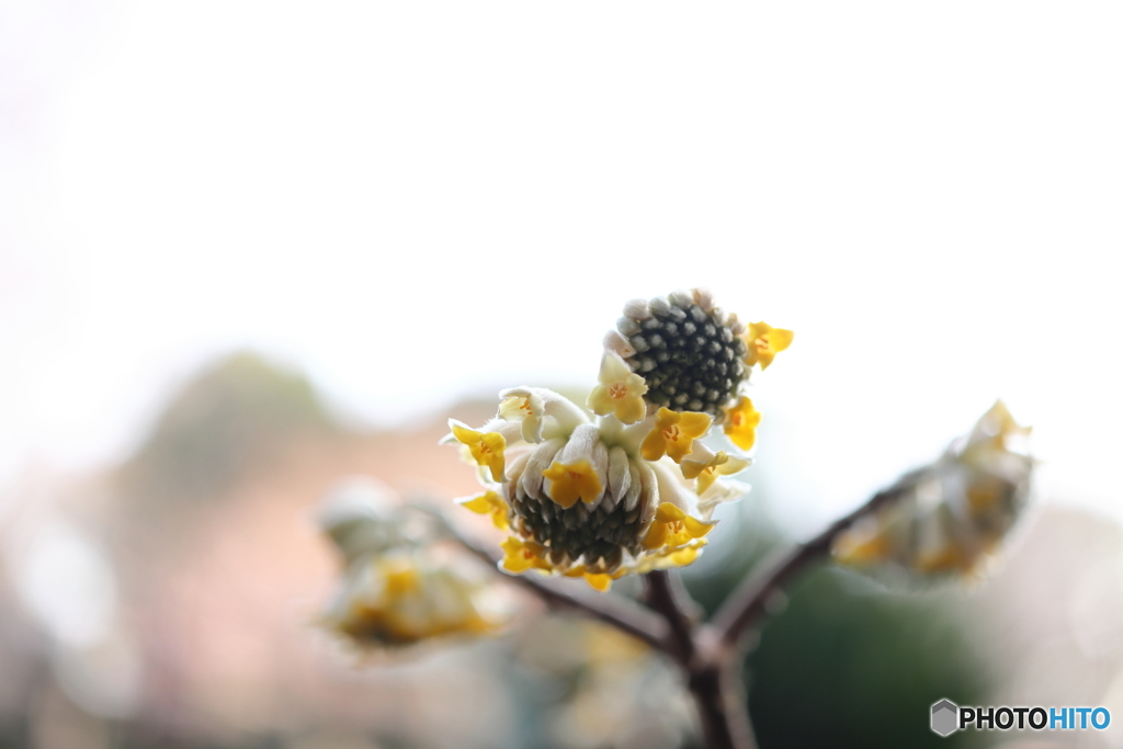 街の花