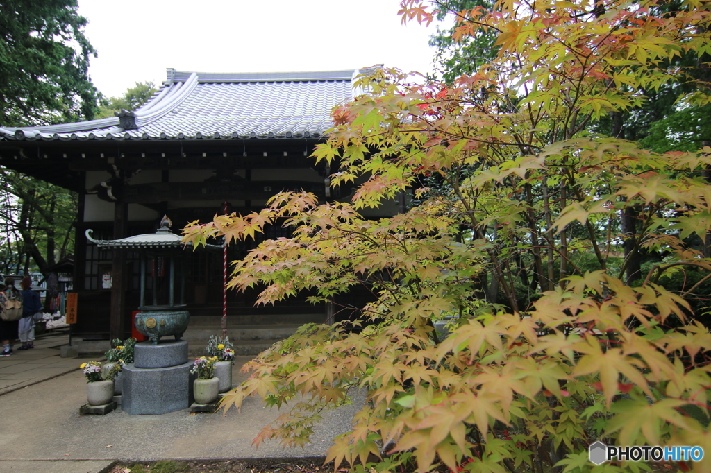 豪徳寺