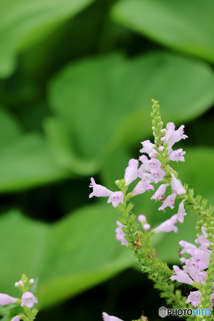 街の花