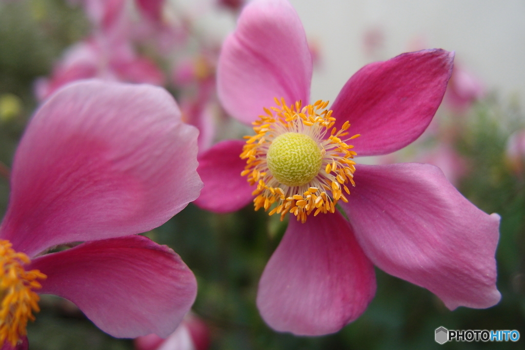 街の花