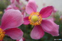 街の花