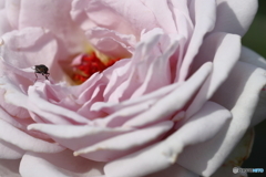 園の花