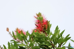 街の花