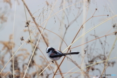 野鳥