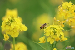 園の花