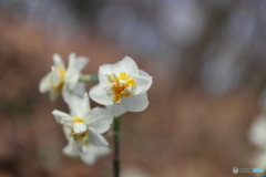 園の花