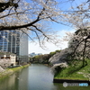 お花見