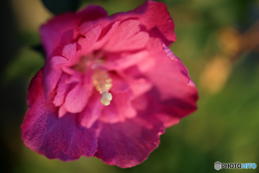 街の花
