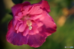 街の花