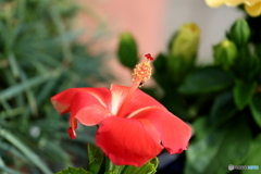 街の花