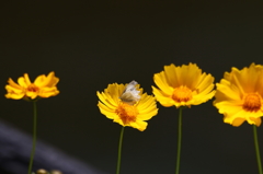 街の花