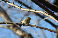 野鳥