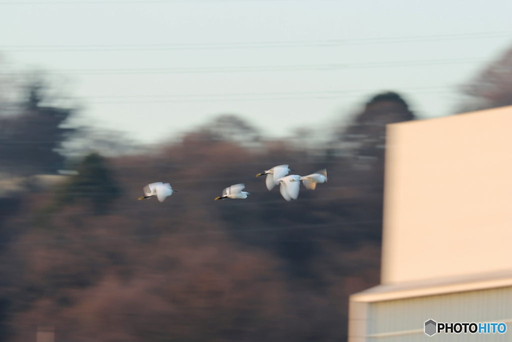 朝の多摩川