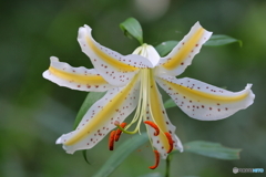 街の花